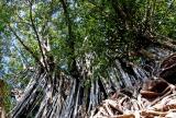 Curtain of banyan roots