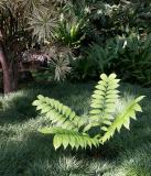 Cycad