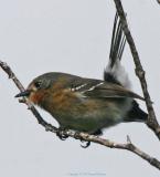 Hawaiian Flycatcher Elepaio