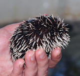 Spiny Sea Urchin