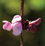 Hyacinth Runner bean