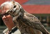 Alice & Great Horned Owl