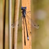 Spotted Spreadwing