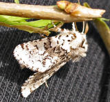 Cerura Scitiscripta, Black Etched Prominent Moth