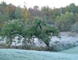 Frosted Apple Tree