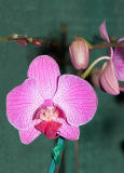 Orchid