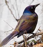 Grackle