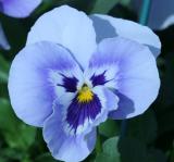 Pansy blowing