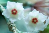 Hoya flowers opening!