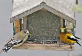 Grosbeaks chomping down sunflower seeds