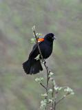 Red Winged Blackbird Male Calling