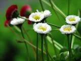 English Daisies