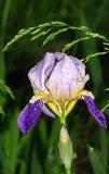 Iris in Vermont