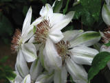 Spidery Clematis