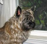 Golden Cairn Terrier