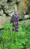 Purple/red lupine