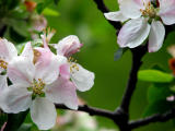 Apple Tree Blossoms