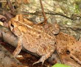 Brown Toad