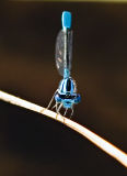 Head on Damselfly