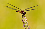 Red Dragon Fly