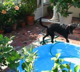 Lexie and the swimming pool