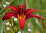 Fire Daylily