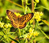 Fritillary on Goldenrod