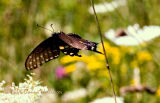 Spicebush Swallowtail