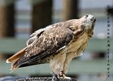Red Tail Hawk Looking Up