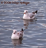 First winter Black-headed Gulls