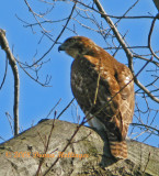 Red Tailed Hawk Looking