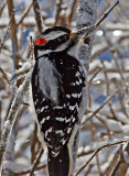 Hairy Woodpecker enjoying Winter Sun
