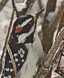 Male Hairy Woodpecker