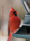 Male Cardinal At Attention