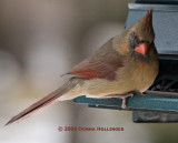 Female Cardinal Missing an Eye