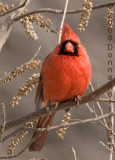 Cardinal with Brown Eyes