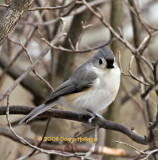 Titmouse waiting