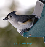 Titmouse At The Feeder