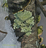 Foliose Lichen