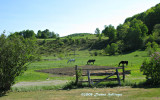 Strafford Grazing