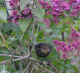 Red Winged Blackbird (female)