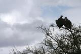 Vultures In Love