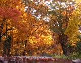 Matson-leaves.jpg