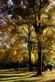 Our-side-yard