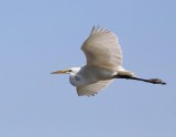 Egret.jpg