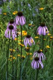 Wild Flowers at Shaw Nature Center.jpg