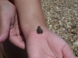 Audrey and another critter