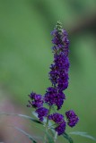 butterfly bush.jpg