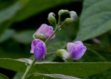 purple bean blossom.jpg