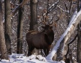 Bull-Elk